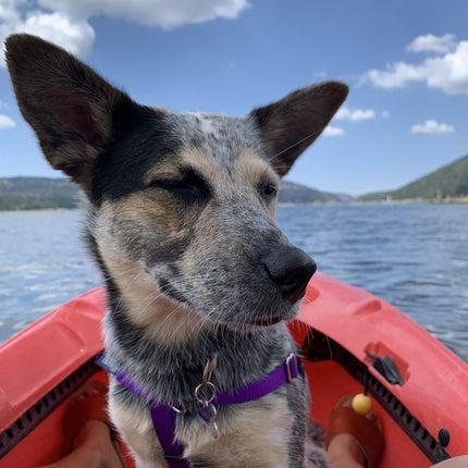 Pontoon, Canoe, Kayak, & Paddleboard Rentals from Captain John’s Fawn Harbor & Marina at Big Bear Lake